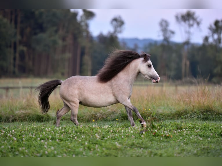American Miniature Horse Stute 6 Jahre 85 cm Fliegenschimmel in Feldkirchen-Westerham