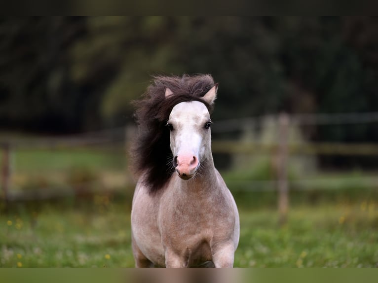 American Miniature Horse Stute 6 Jahre 85 cm Fliegenschimmel in Feldkirchen-Westerham