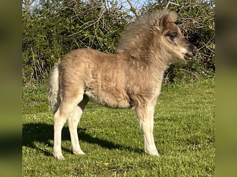 American Miniature Horse Stute 6 Jahre 85 cm Fuchs in Kappeln