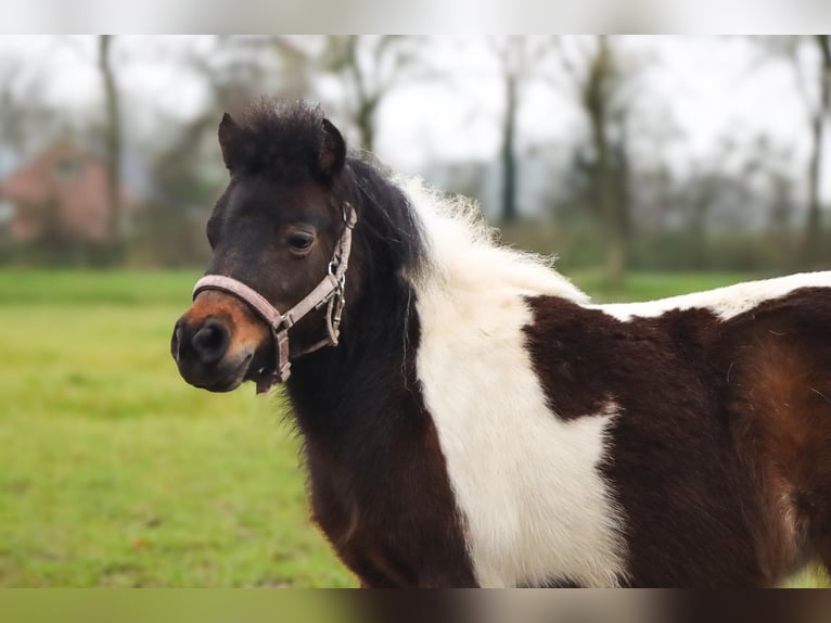 American Miniature Horse Stute 6 Jahre 95 cm Palomino in Leeuwarden