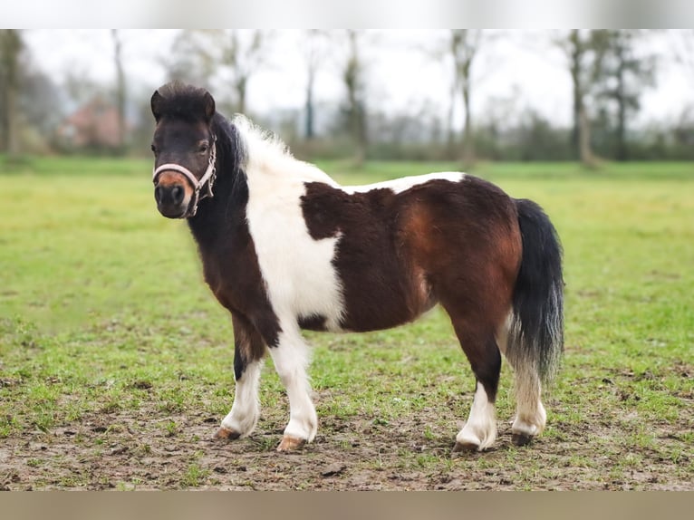 American Miniature Horse Stute 6 Jahre 95 cm Palomino in Leeuwarden