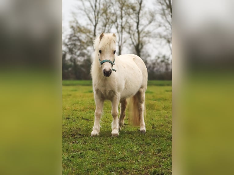 American Miniature Horse Stute 6 Jahre 95 cm Palomino in Leeuwarden