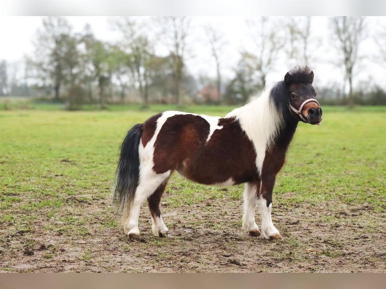 American Miniature Horse Stute 6 Jahre 95 cm Palomino in Leeuwarden