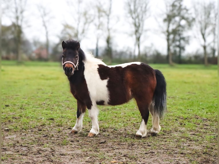 American Miniature Horse Stute 6 Jahre 95 cm Palomino in Leeuwarden