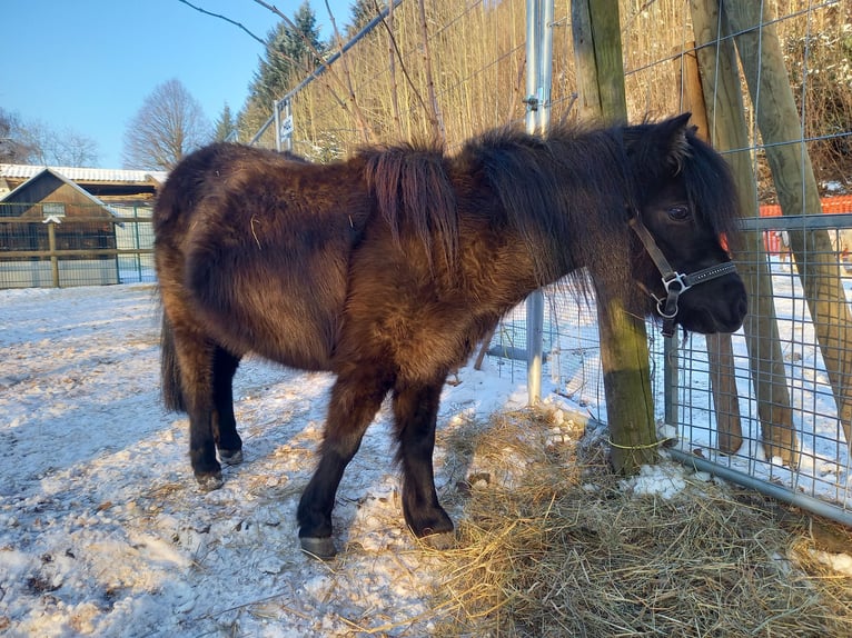 American Miniature Horse Stute 6 Jahre 95 cm Rappe in Gettnau