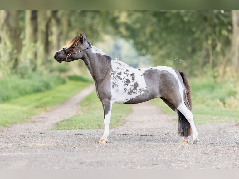 American Miniature Horse Stute 6 Jahre in Nistelrode