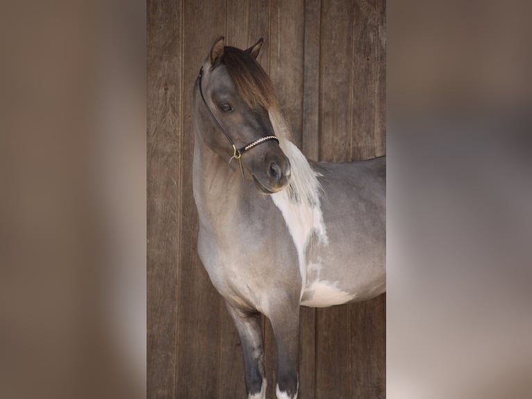 American Miniature Horse Stute 6 Jahre in Nistelrode