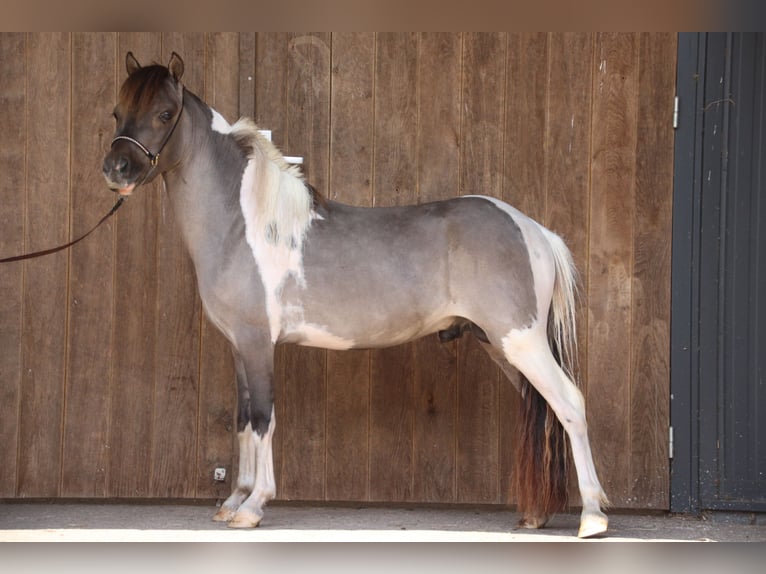 American Miniature Horse Stute 6 Jahre in Nistelrode