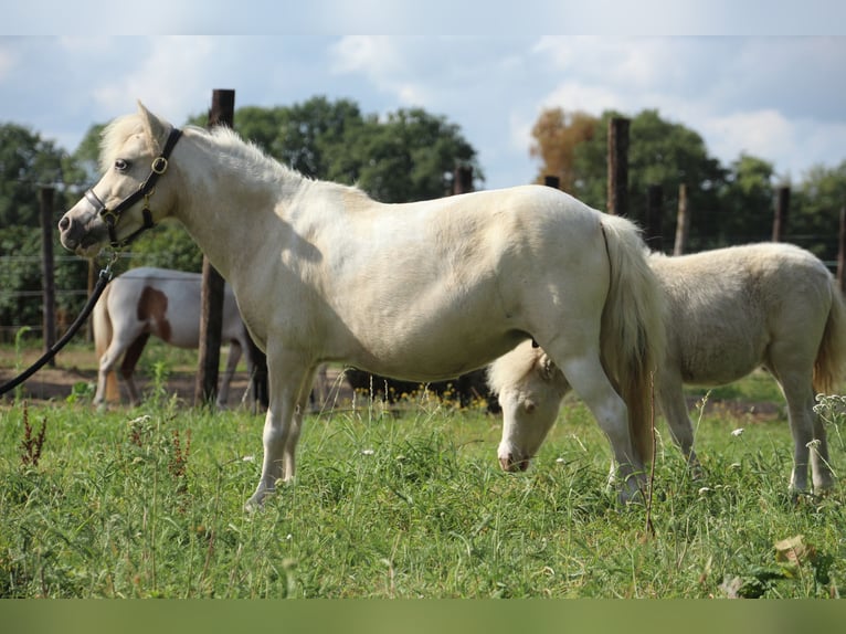 American Miniature Horse Stute 6 Jahre in Nistelrode