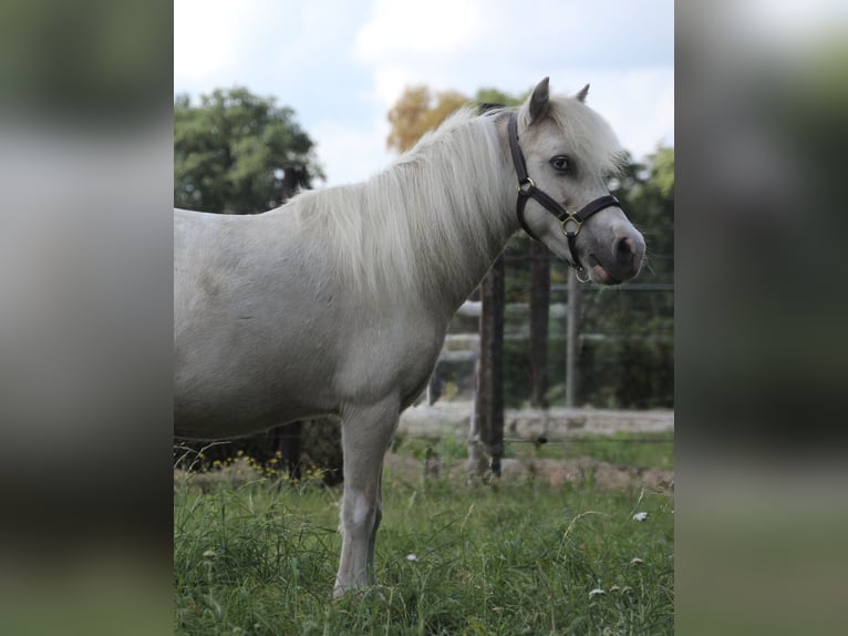 American Miniature Horse Stute 6 Jahre in Nistelrode