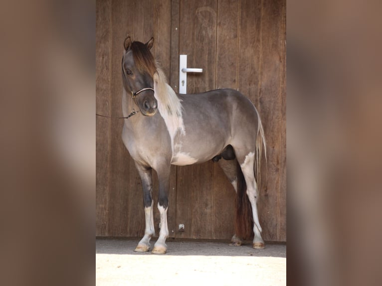 American Miniature Horse Stute 6 Jahre in Nistelrode