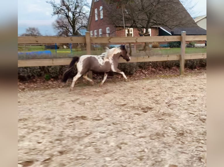 American Miniature Horse Stute 6 Jahre in Nistelrode