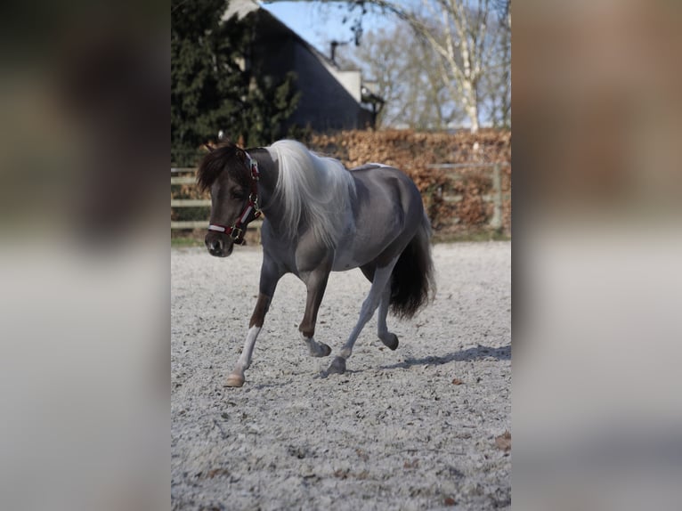 American Miniature Horse Stute 6 Jahre in Nistelrode