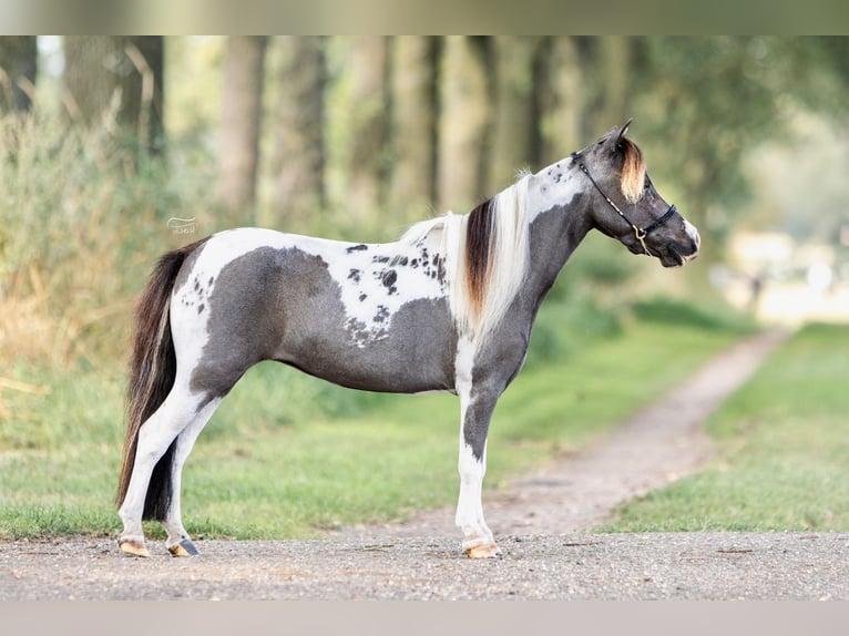 American Miniature Horse Stute 6 Jahre in Nistelrode