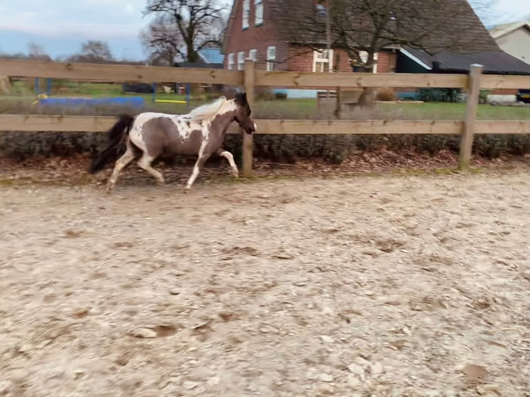 American Miniature Horse Stute 6 Jahre in Nistelrode