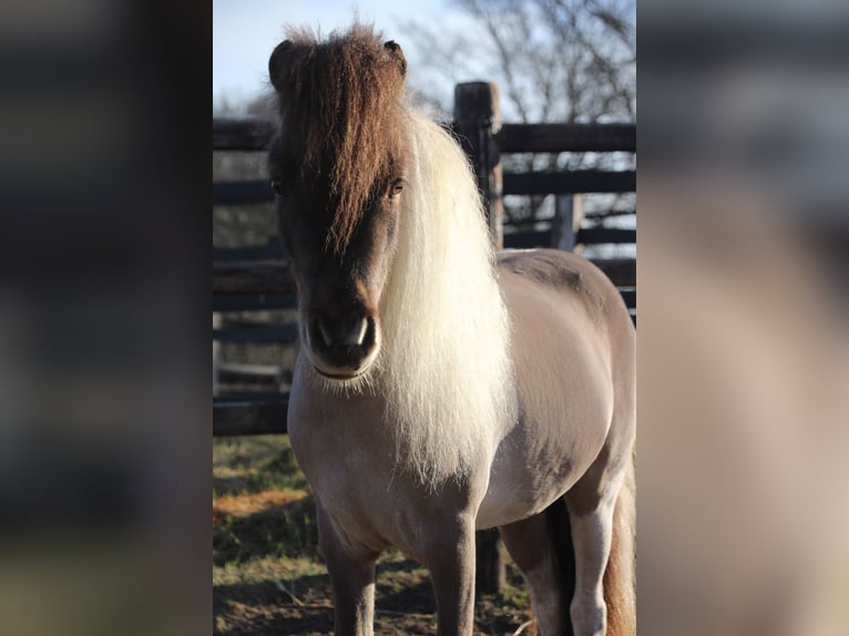 American Miniature Horse Stute 6 Jahre in Nistelrode