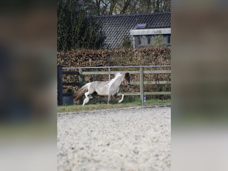 American Miniature Horse Stute 6 Jahre in Nistelrode