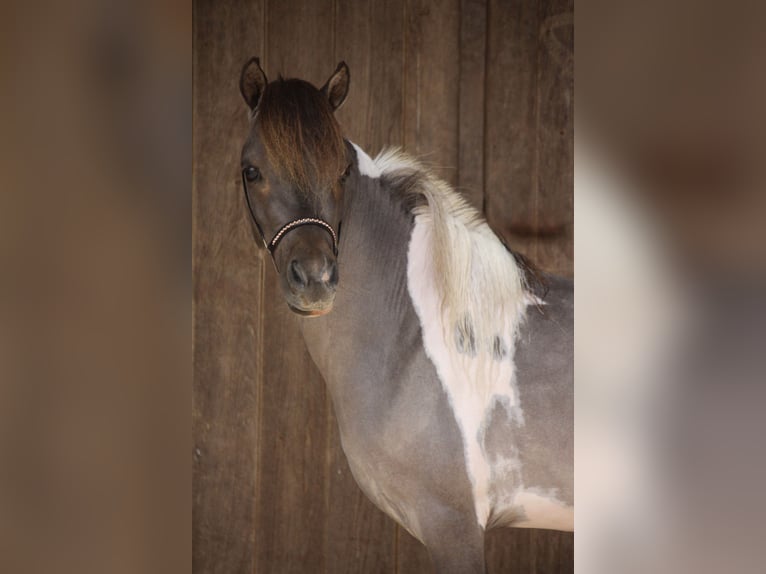 American Miniature Horse Stute 6 Jahre in Nistelrode