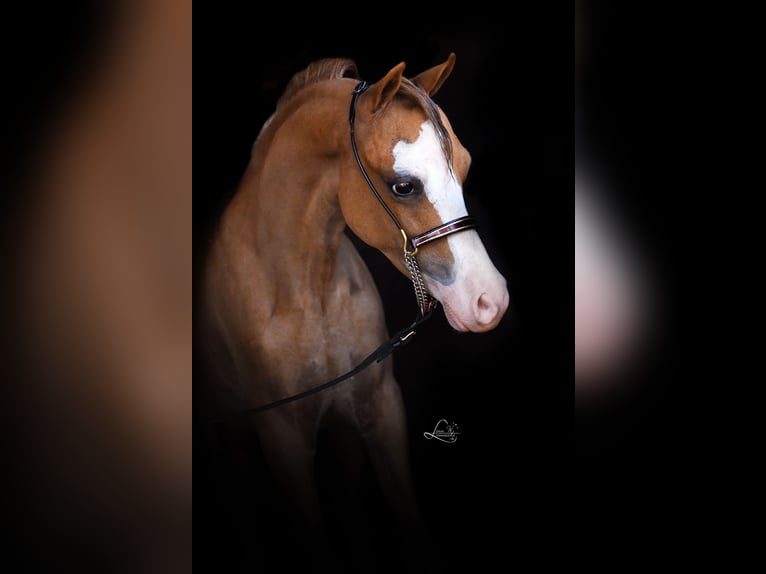 American Miniature Horse Stute 7 Jahre 100 cm Sabino in Wiekevorst