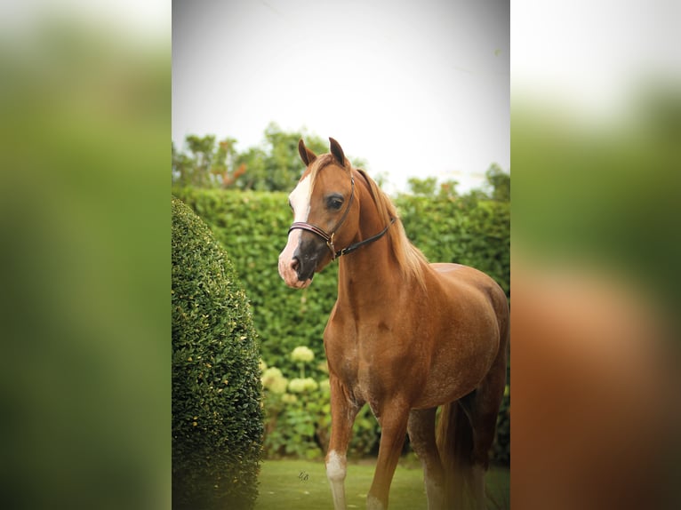 American Miniature Horse Stute 7 Jahre 100 cm Sabino in Wiekevorst