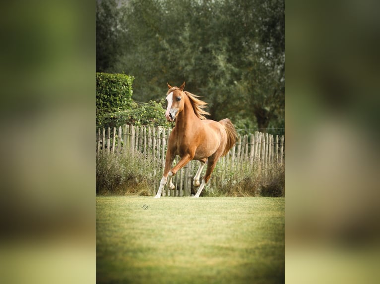 American Miniature Horse Stute 7 Jahre 100 cm Sabino in Wiekevorst