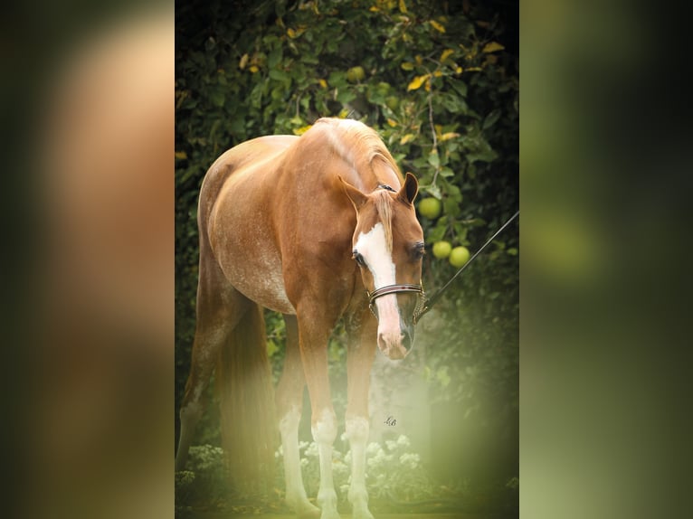 American Miniature Horse Stute 7 Jahre 100 cm Sabino in Wiekevorst