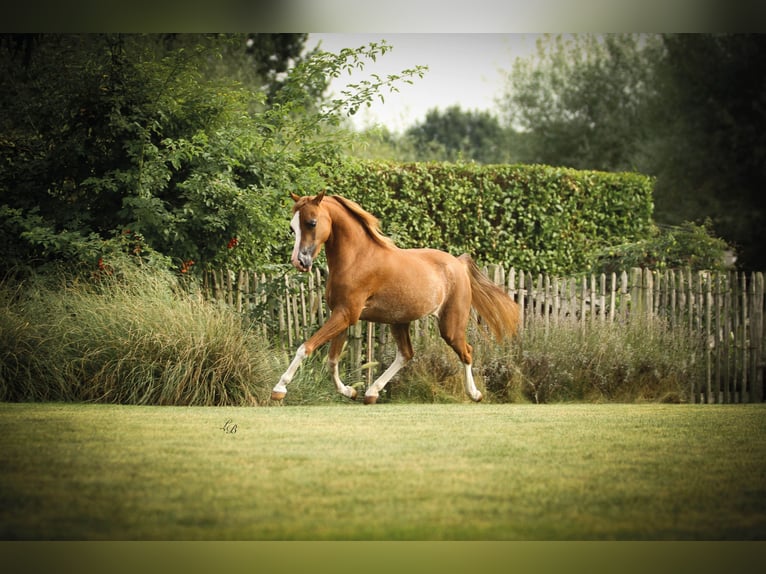 American Miniature Horse Stute 7 Jahre 100 cm Sabino in Wiekevorst