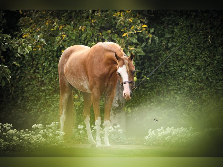 American Miniature Horse Stute 7 Jahre 100 cm Sabino in Wiekevorst