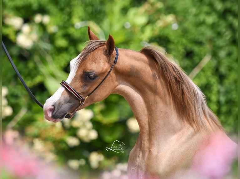 American Miniature Horse Stute 7 Jahre 100 cm Sabino in Wiekevorst