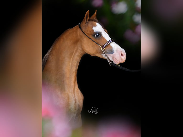 American Miniature Horse Stute 7 Jahre 100 cm Sabino in Wiekevorst