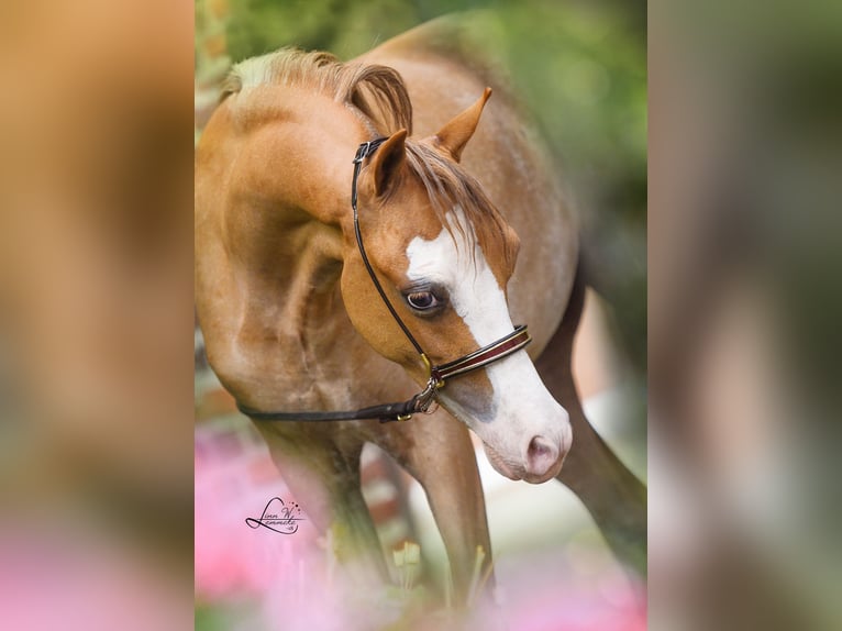 American Miniature Horse Stute 7 Jahre 100 cm Sabino in Wiekevorst