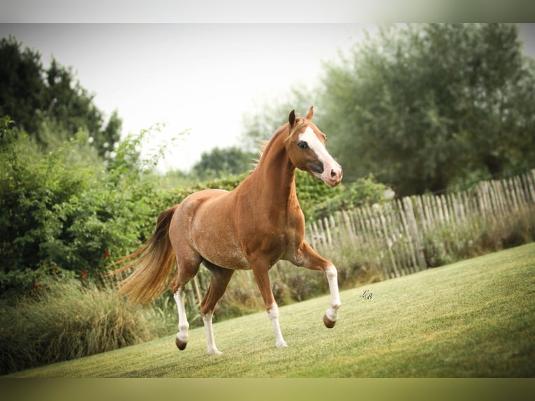 American Miniature Horse Stute 7 Jahre 100 cm Sabino in Wiekevorst