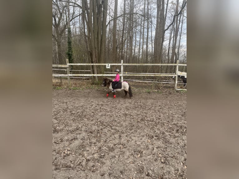 American Miniature Horse Mix Stute 7 Jahre 83 cm Tigerschecke in Bestensee