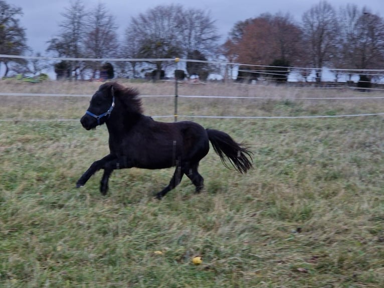 American Miniature Horse Stute 7 Jahre 84 cm Rappe in Balingen