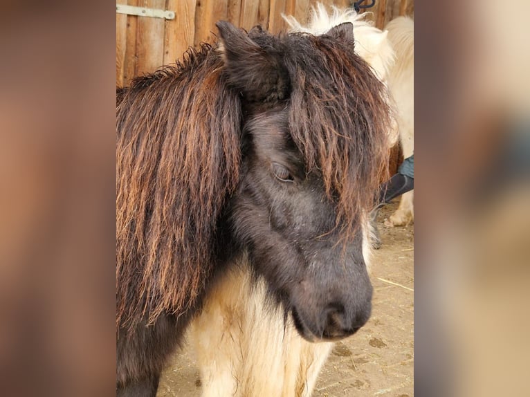 American Miniature Horse Stute 7 Jahre 84 cm Rappe in Balingen