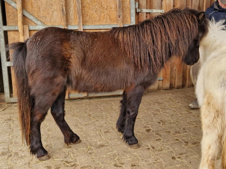 American Miniature Horse Stute 7 Jahre 84 cm Rappe in Balingen