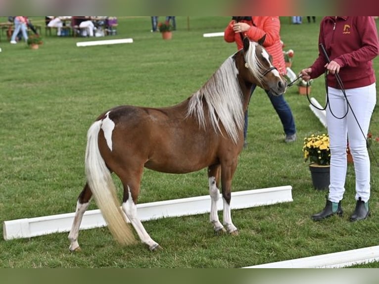 American Miniature Horse Stute 7 Jahre 87 cm Schecke in Sieversdorf-Hohenofen