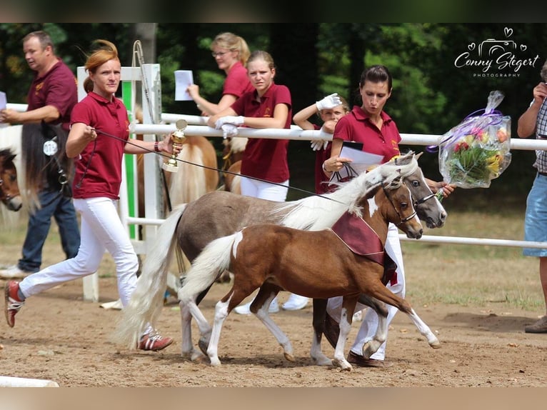 American Miniature Horse Stute 7 Jahre 87 cm Schecke in Sieversdorf-Hohenofen