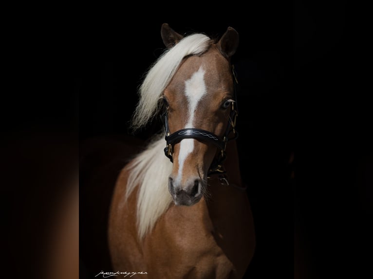 American Miniature Horse Stute 7 Jahre 87 cm Schecke in Sieversdorf-Hohenofen