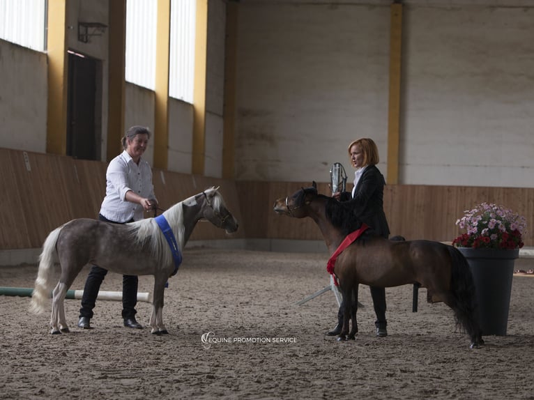 American Miniature Horse Stute 7 Jahre 87 cm Schecke in Sieversdorf-Hohenofen