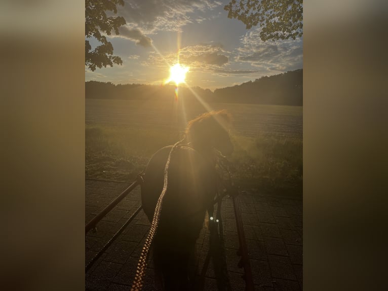 American Miniature Horse Mix Stute 8 Jahre 83 cm Tigerschecke in Bestensee