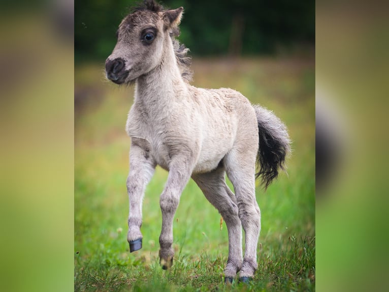 American Miniature Horse Mix Stute 8 Jahre 83 cm Tigerschecke in Bestensee