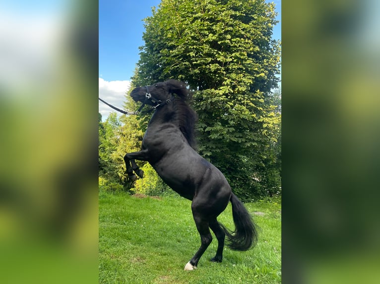 American Miniature Horse Stute 8 Jahre 85 cm Dunkelbrauner in Meinerzhagen