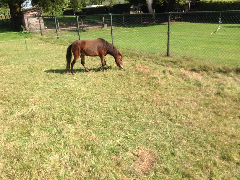 American Miniature Horse Stute 8 Jahre Brauner in Apeldoorn