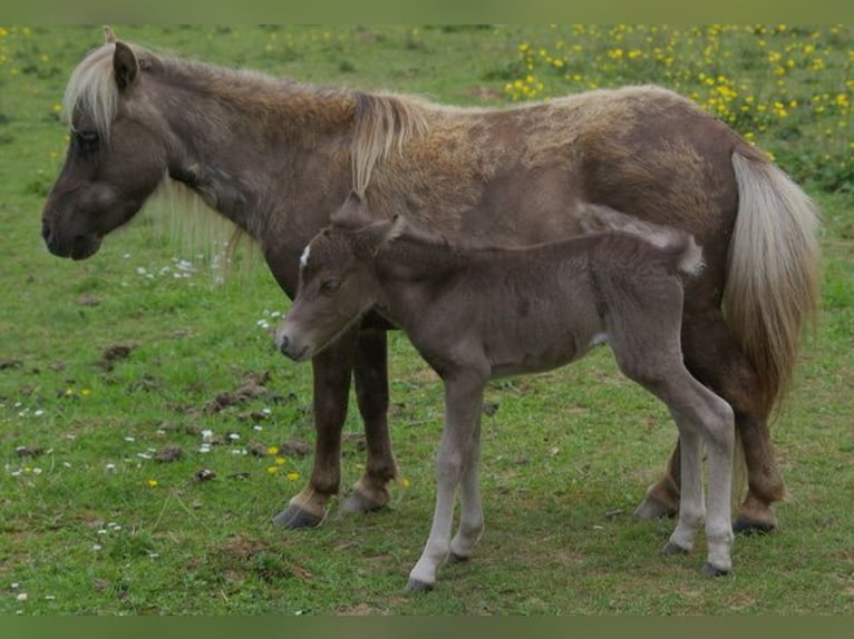 American Miniature Horse Stute 8 Jahre in Berd&#39;huis