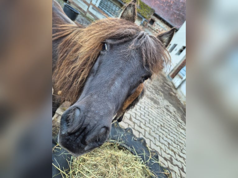 American Miniature Horse Stute 8 Jahre in Büdingen