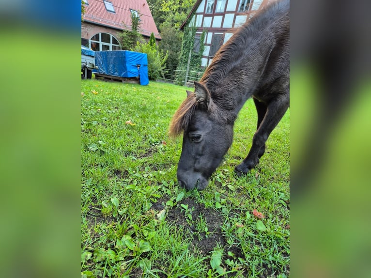 American Miniature Horse Stute 8 Jahre in Büdingen