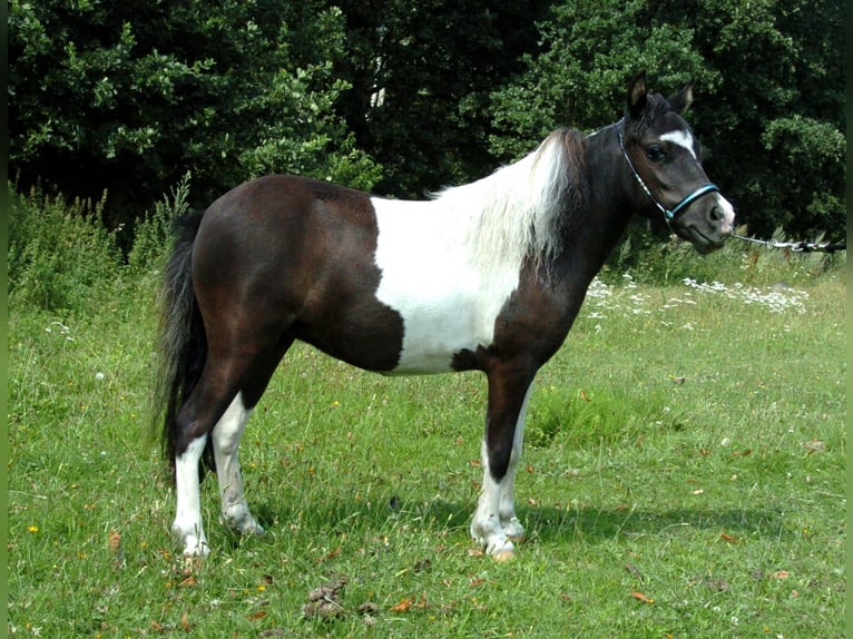 American Miniature Horse Stute 8 Jahre in Büdingen