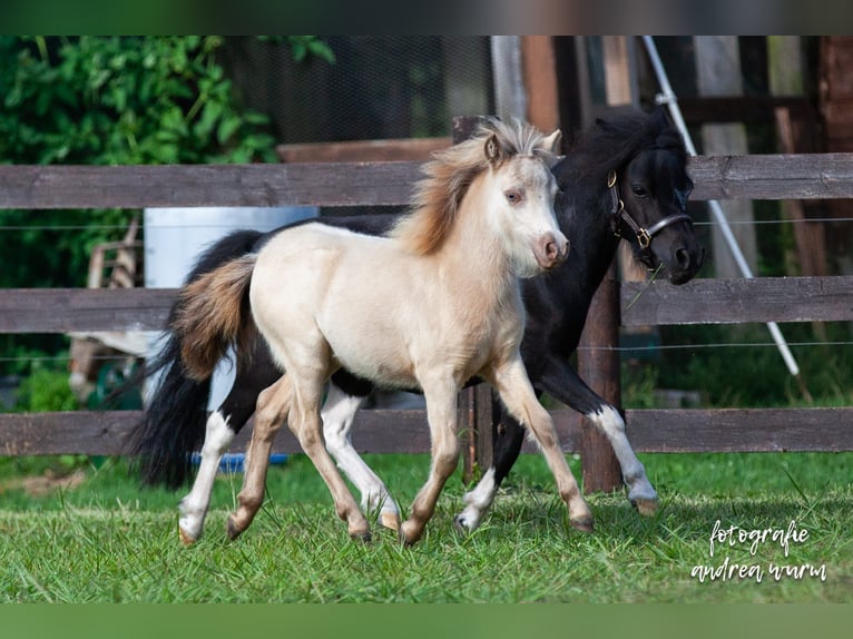 American Miniature Horse Stute 9 Jahre 84 cm Schecke in Stallwang