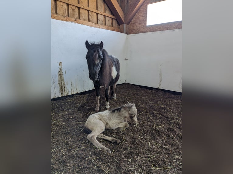 American Miniature Horse Stute 9 Jahre 84 cm Schecke in Stallwang